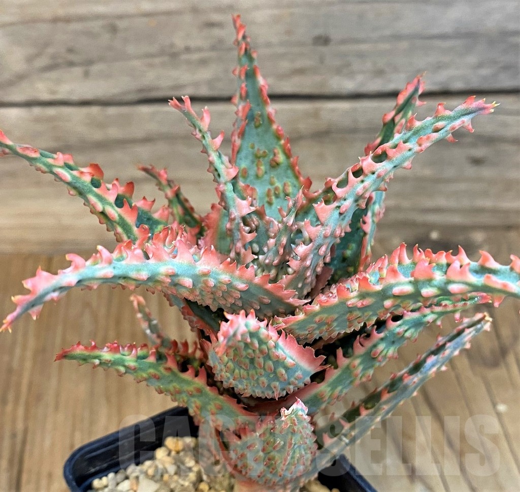 SH19203 Aloe TCT hybrid