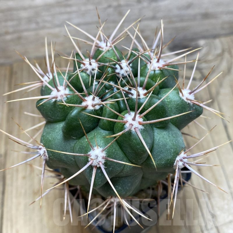 SH199 Gymnocalycium mostii, hard spines -Uritorco-