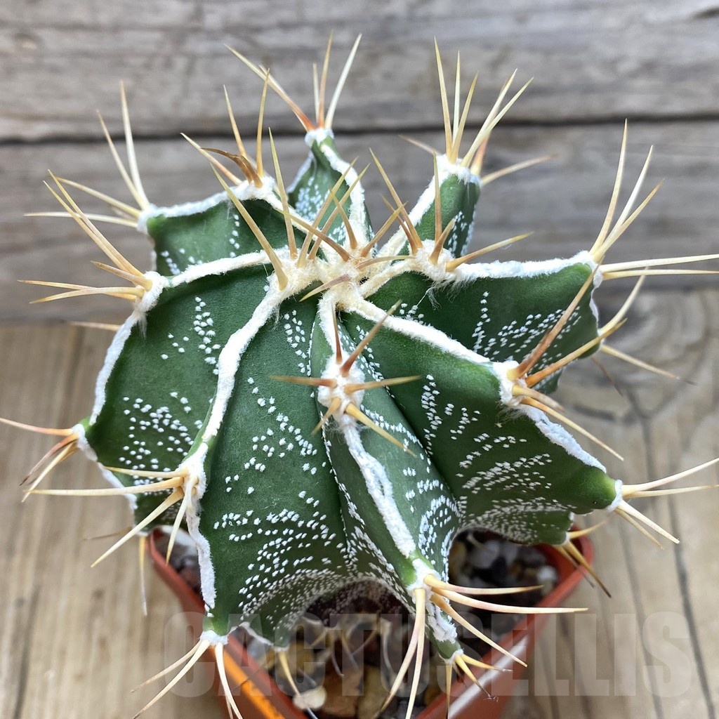 SH220 Astrophytum ornatum hybrid