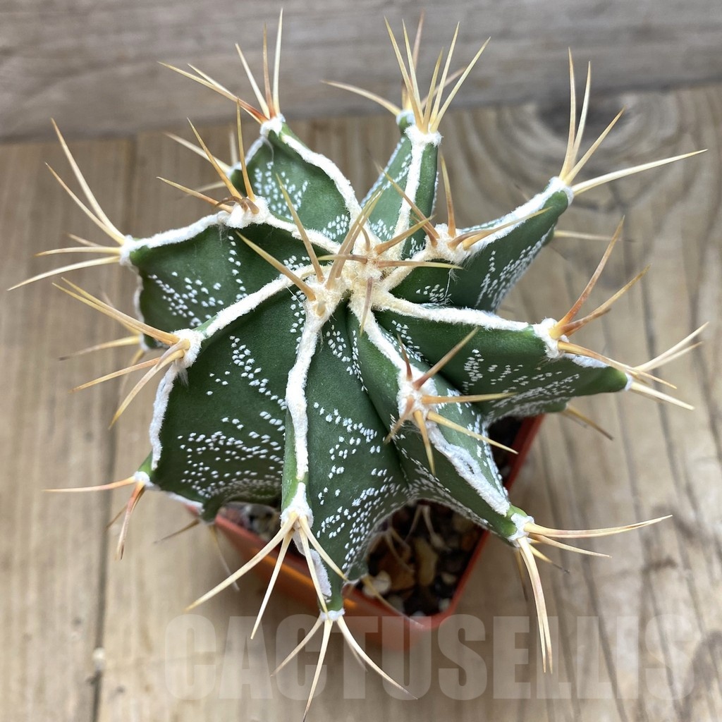 SH220 Astrophytum ornatum hybrid - Imagen 2
