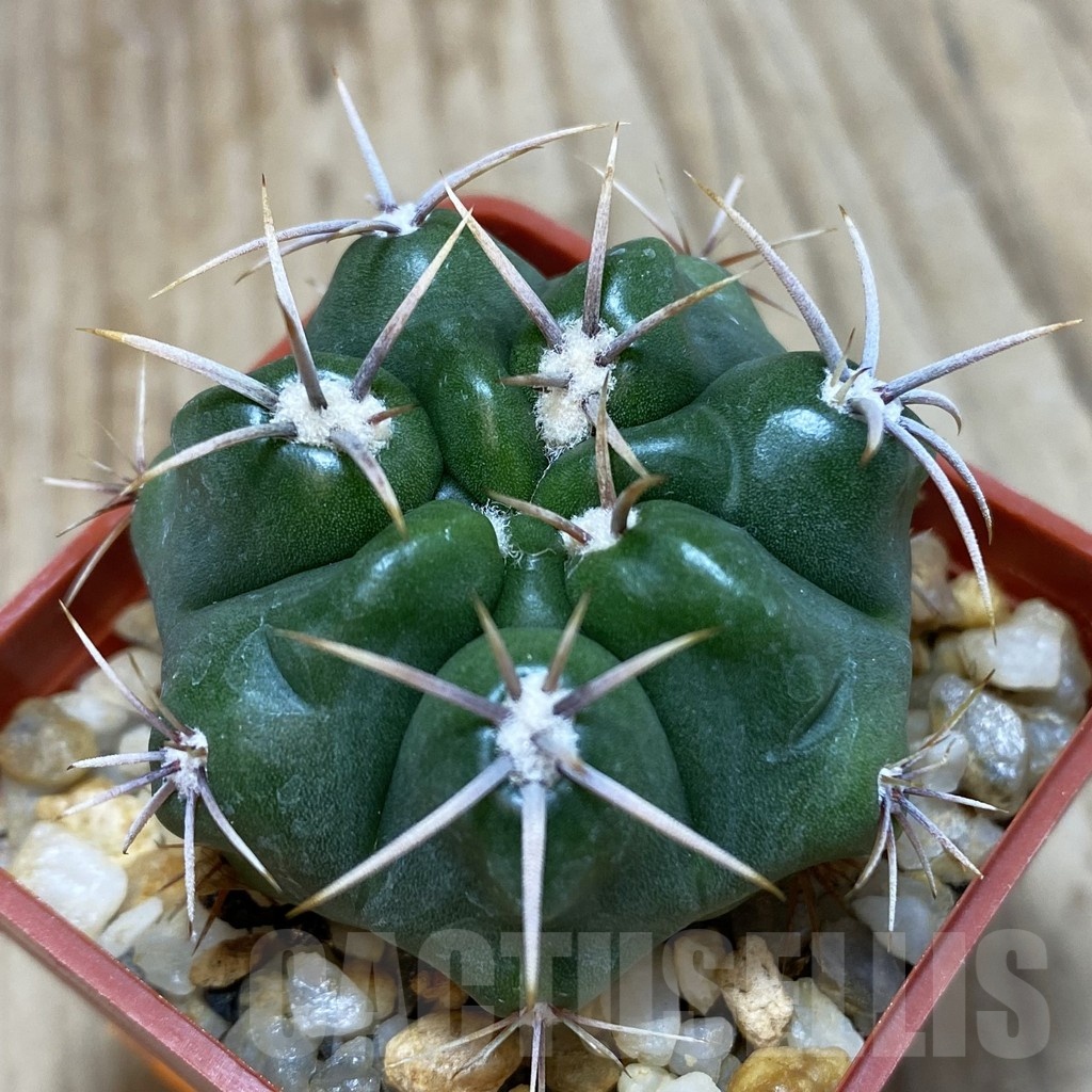 SH228 Gymnocalycium achirasense v. kainradliae LB 480