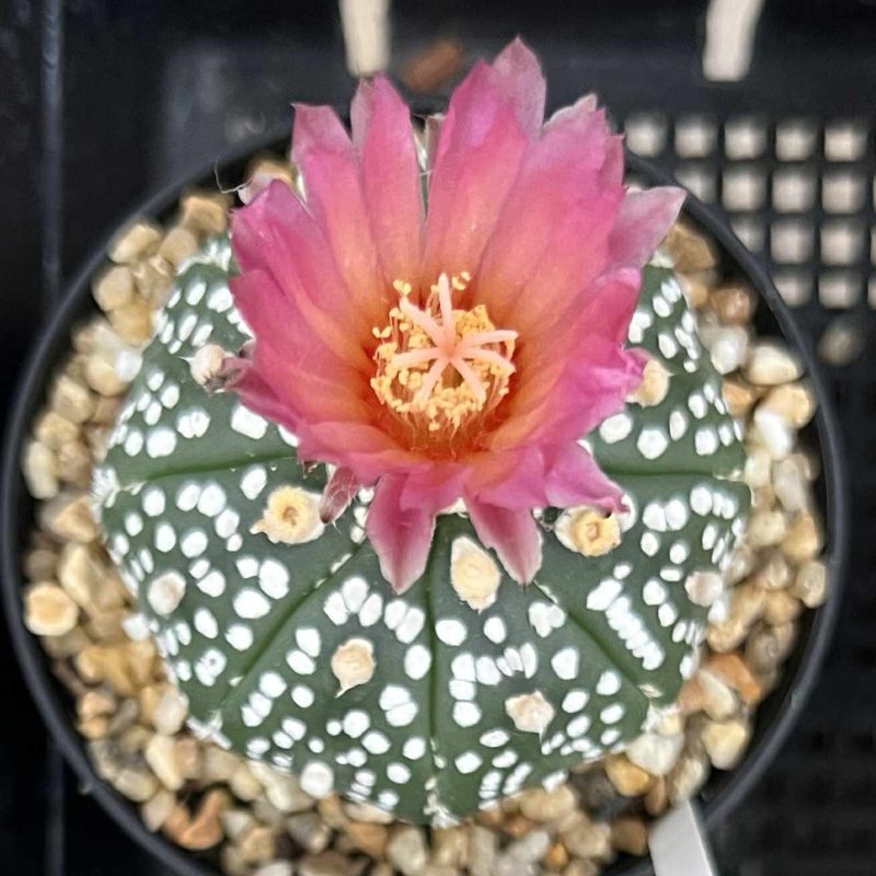 SH23856 Astrophytum asterias ‘Super Kabuto’ 'Akabana'