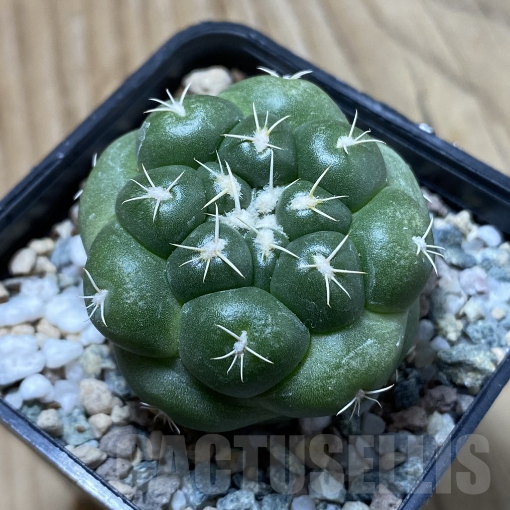 SH24340 Coryphantha elephantidens 'inermis' - Зображення 2