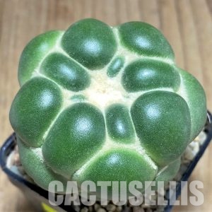 SH24340 Coryphantha elephantidens 'inermis'