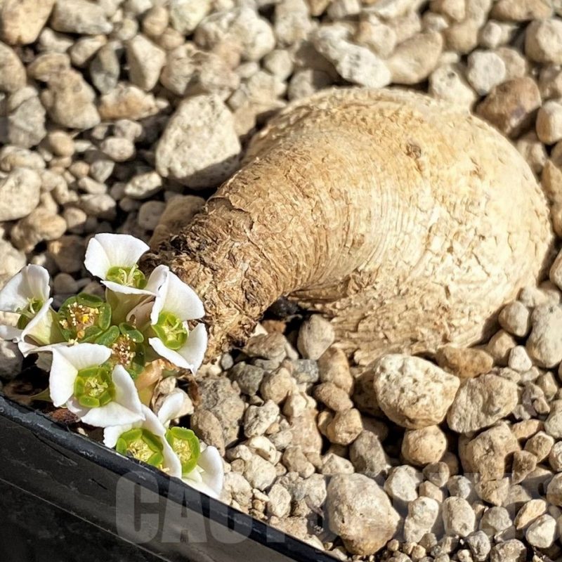 SH2549 Euphorbia primulifolia -Madagascar-