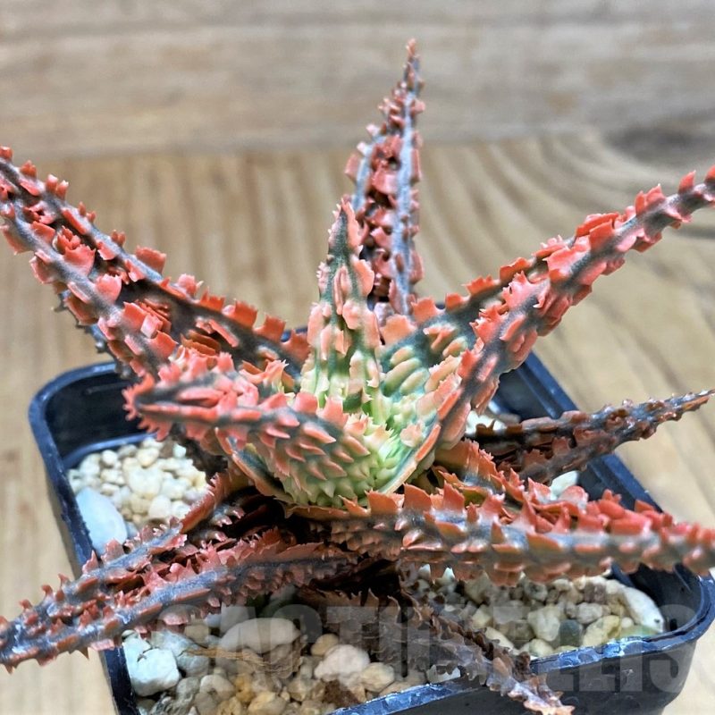 SH2729 Aloe TCT hybrid