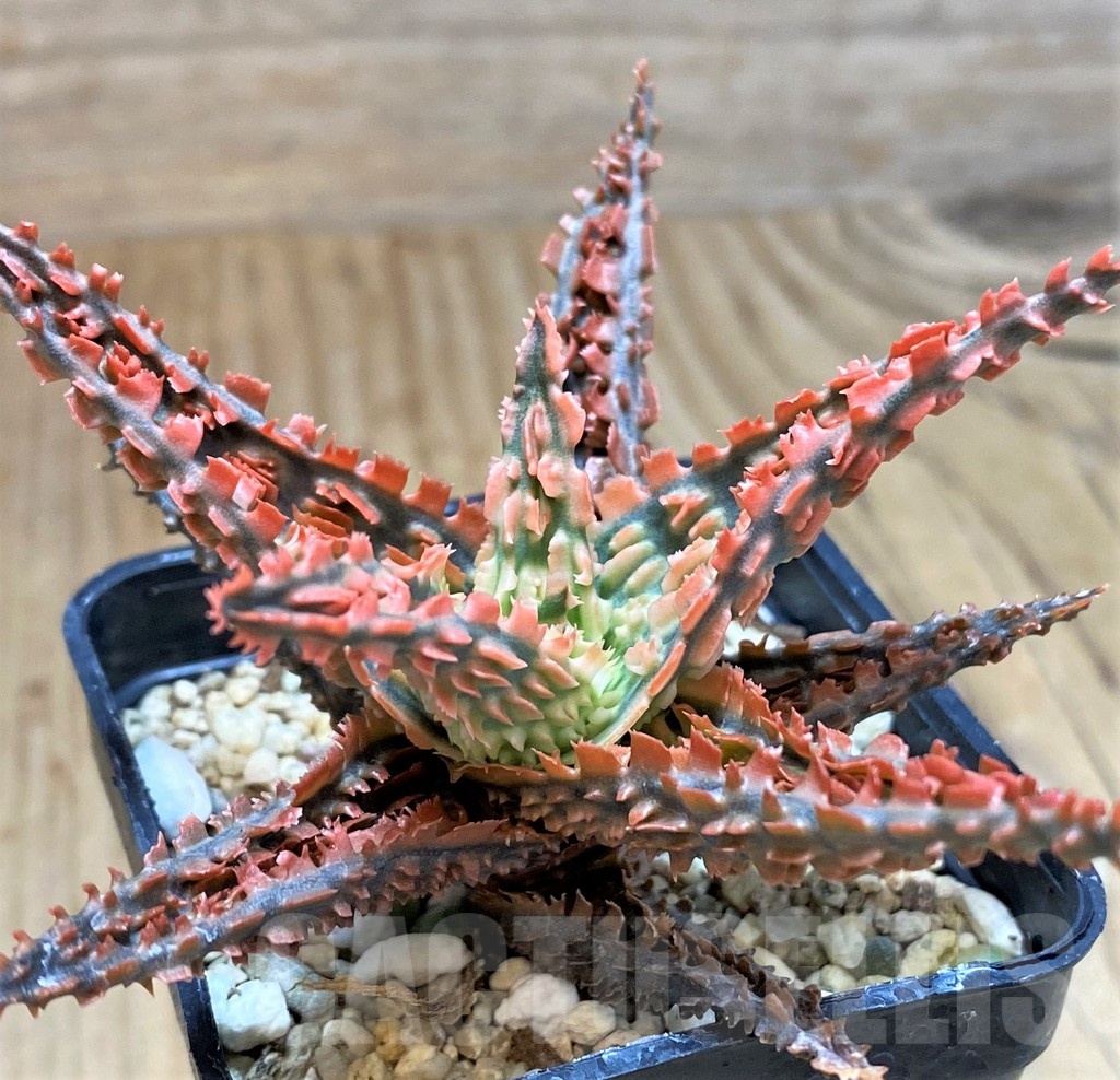SH2729 Aloe TCT hybrid