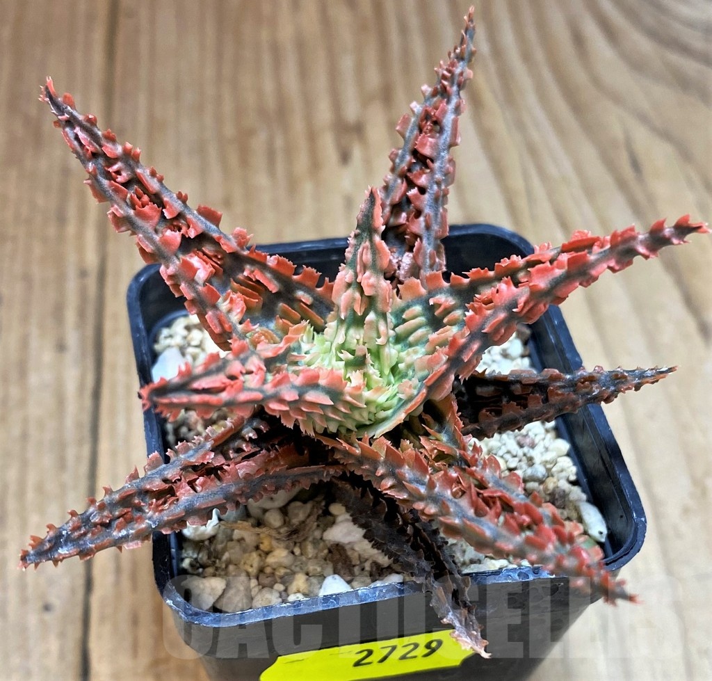 SH2729 Aloe TCT hybrid - Image 2