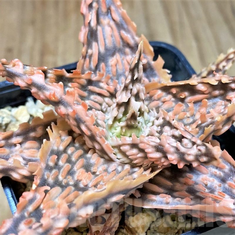 SH2787 Aloe TCT hybrid