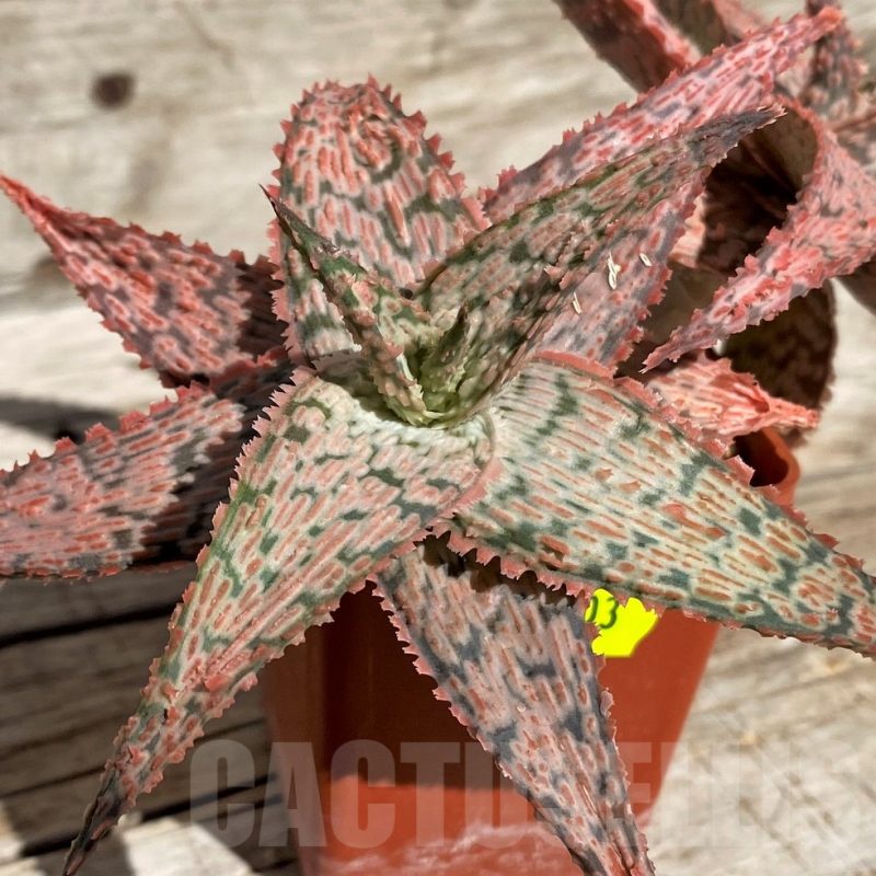 SH2903 Aloe hybrid
