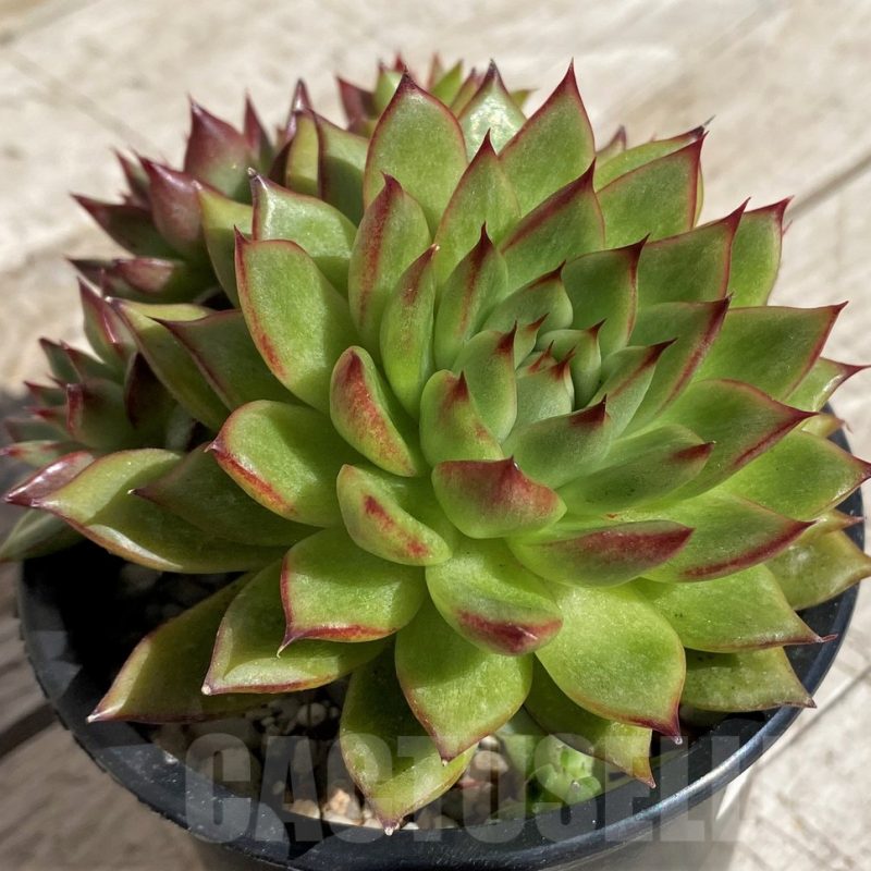 SH2920 Echeveria sp.