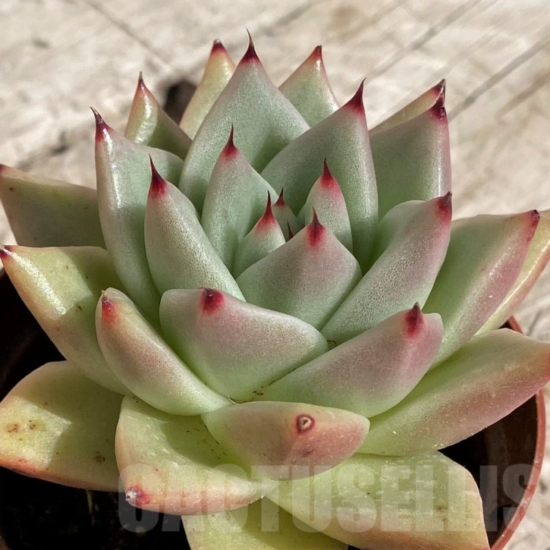 SH2921 Echeveria agavoides