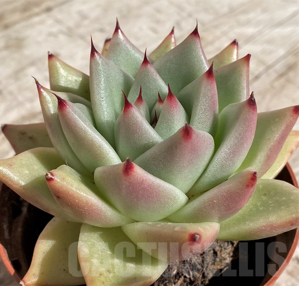 SH2921 Echeveria agavoides – Image 2