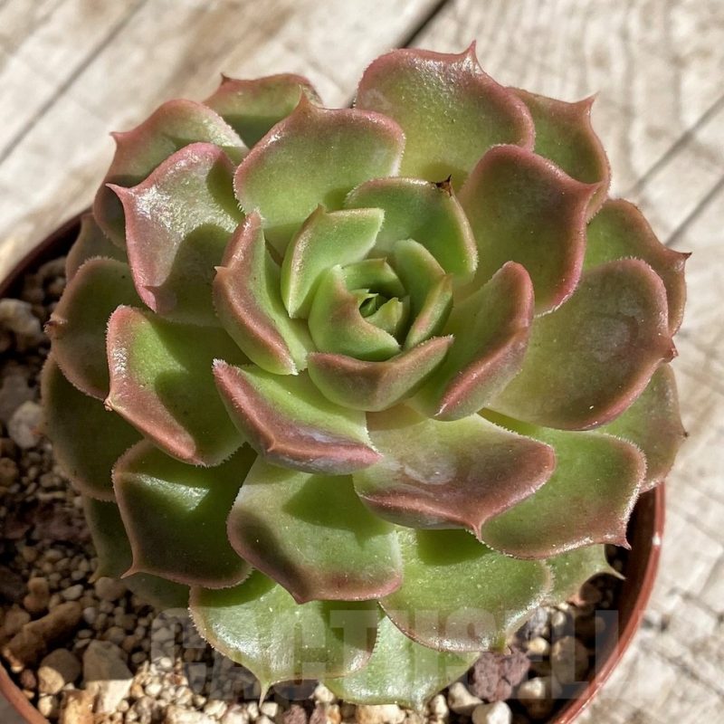 SH2934 Echeveria ‘Brown Rose’
