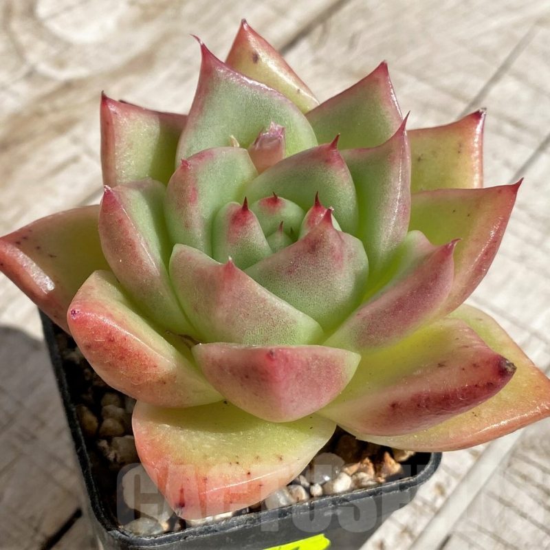 SH2941 Echeveria agavoides