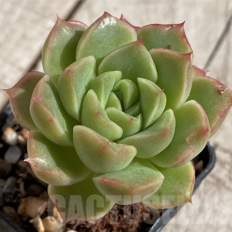 SH2942 Echeveria hybrid