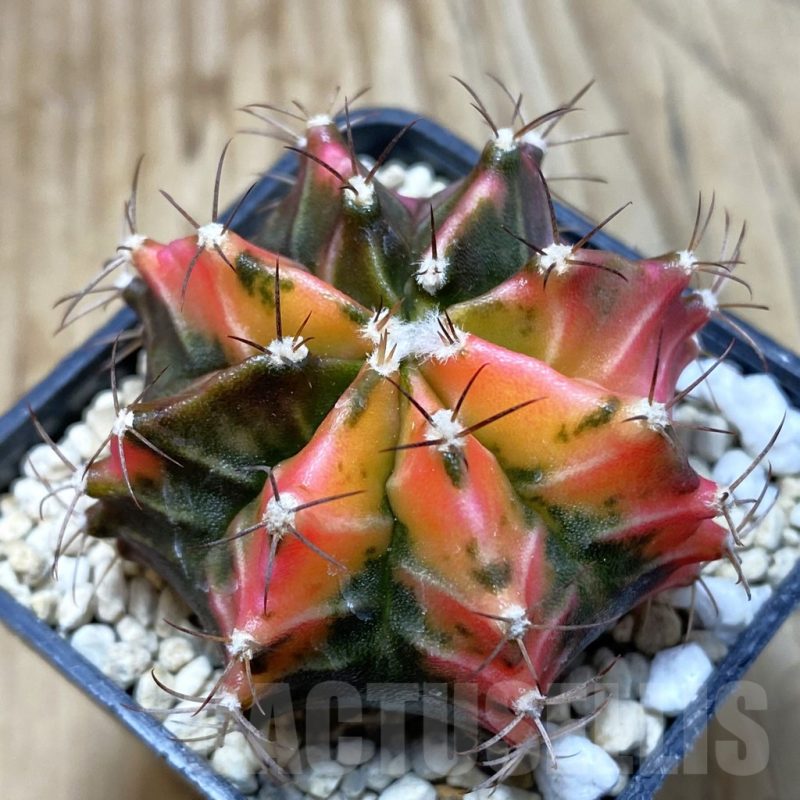 SH3014 Gymnocalycium mihanovichii f.variegata, seedling
