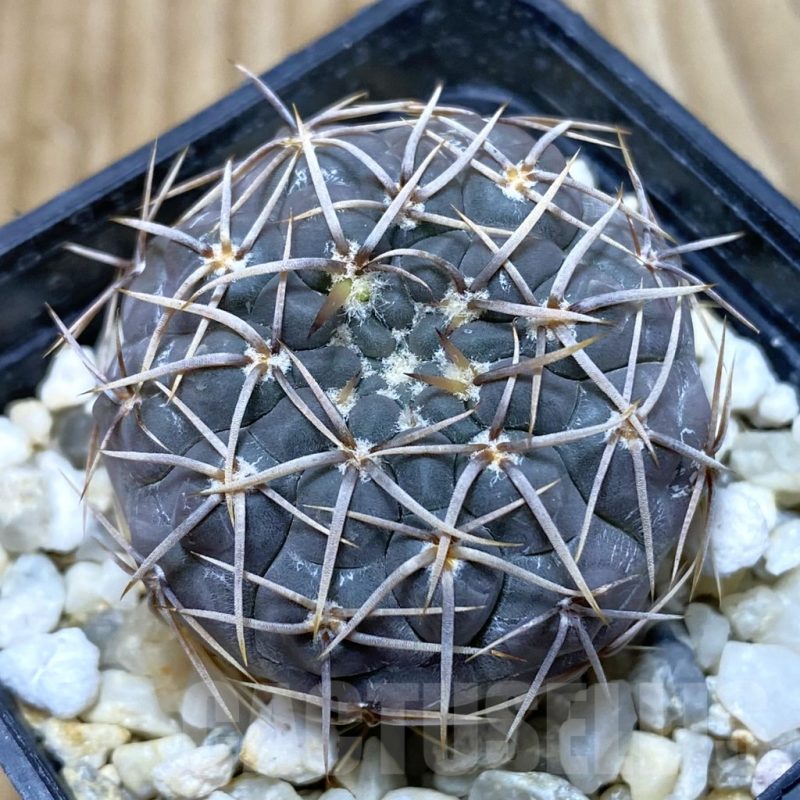 SH3021 Gymnocalycium borthii ssp. nogolense VG 412