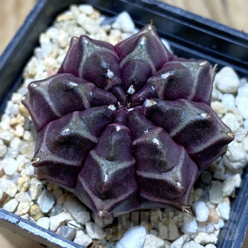 SH3032 Gymnocalycium mihanovichii ‘Day Dream’, seedling