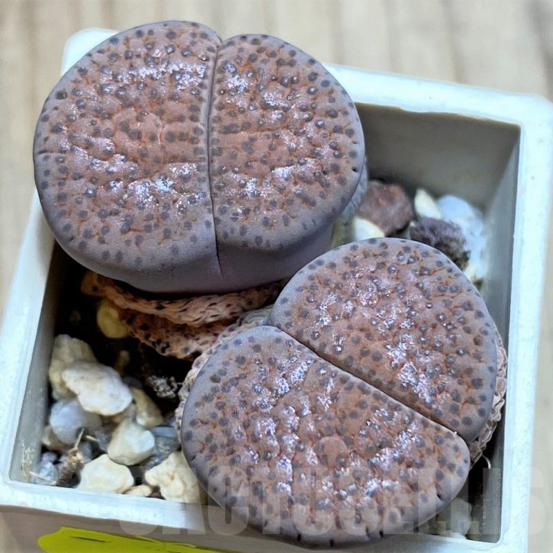 SH3131 Lithops fulviceps v. lactinea