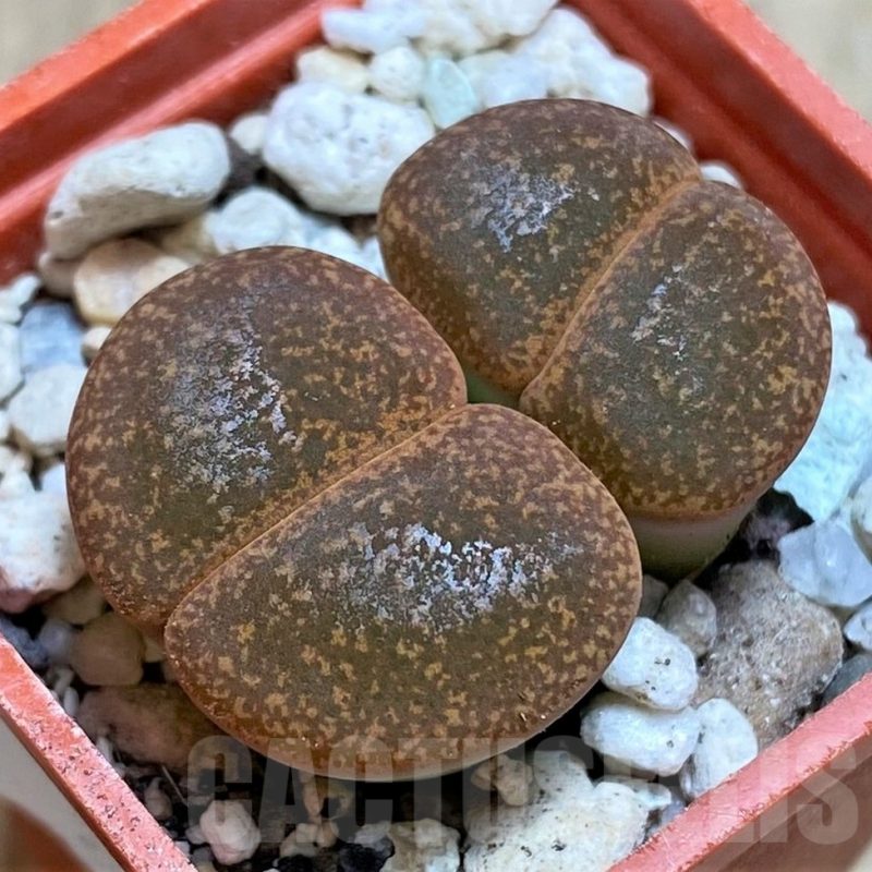 SH3134 Lithops lesliei 'Warrenton'