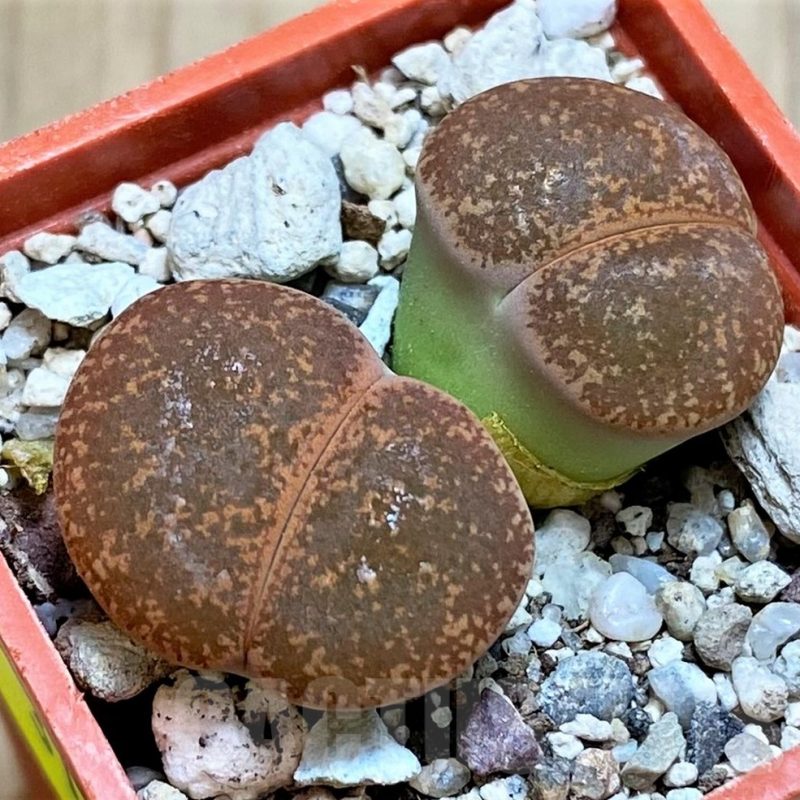 SH3139 Lithops lesliei 'Warrenton'