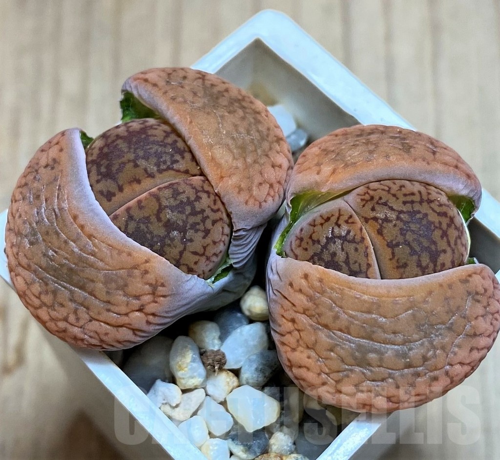 SH3146 Lithops aucampiae v. koelemanii C016
