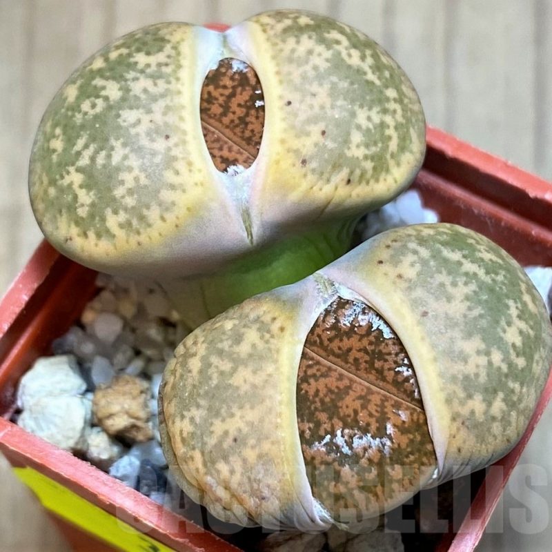 SH3148 Lithops lesliei C028