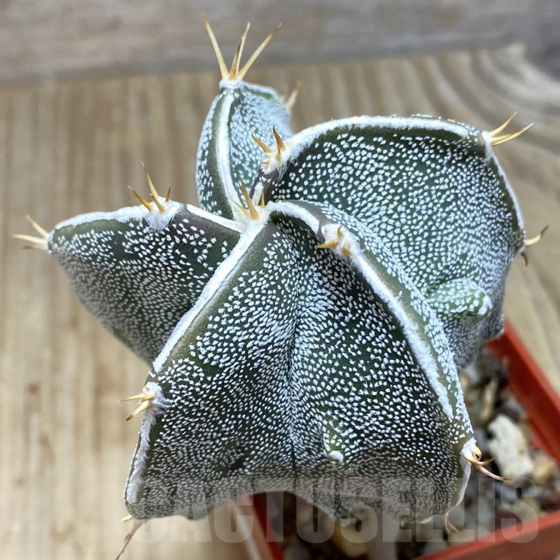 SH316 Astrophytum myriostigma x ornatum 'Fukuryu'