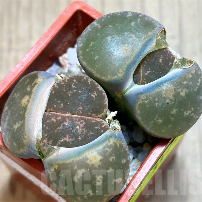 SH3174 Lithops lesliei f. pietersburg SH1627