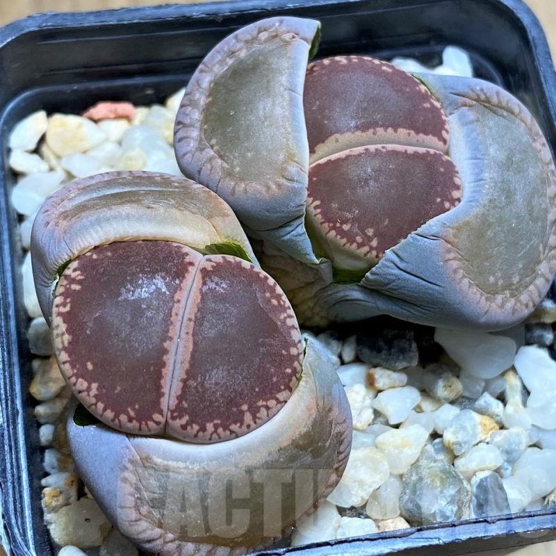 SH3191 Lithops aucampiae Kuruman form
