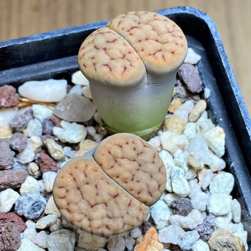 SH3195 Lithops schwantesii