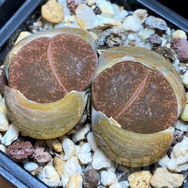 SH3196 Lithops aucampiae v. aucampiae