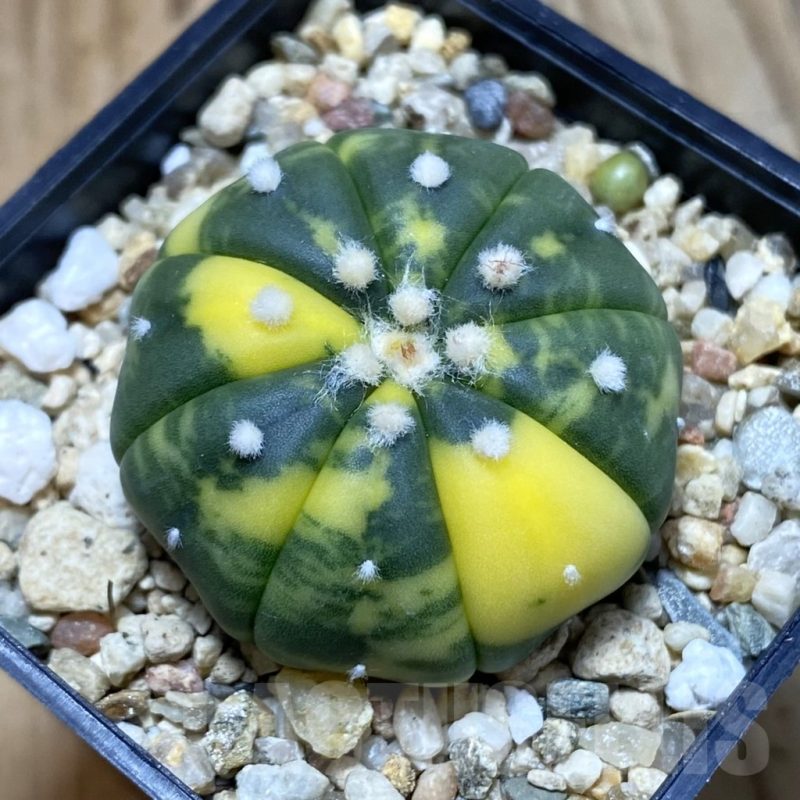 SH3231 Astrophytum asterias f. variegata