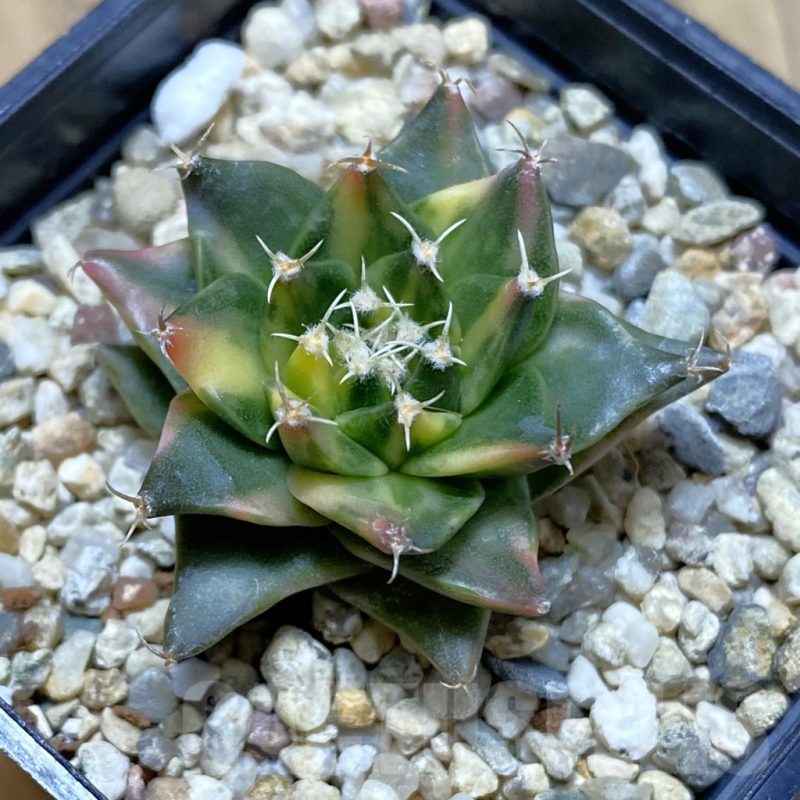 SH3236 Obregonia denegrii f. variegata