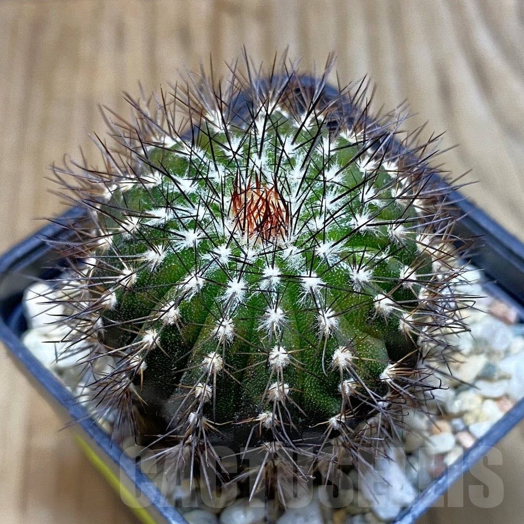 SH3302 Uebelmannia pectinifera v. multicostata RNK11, grafted