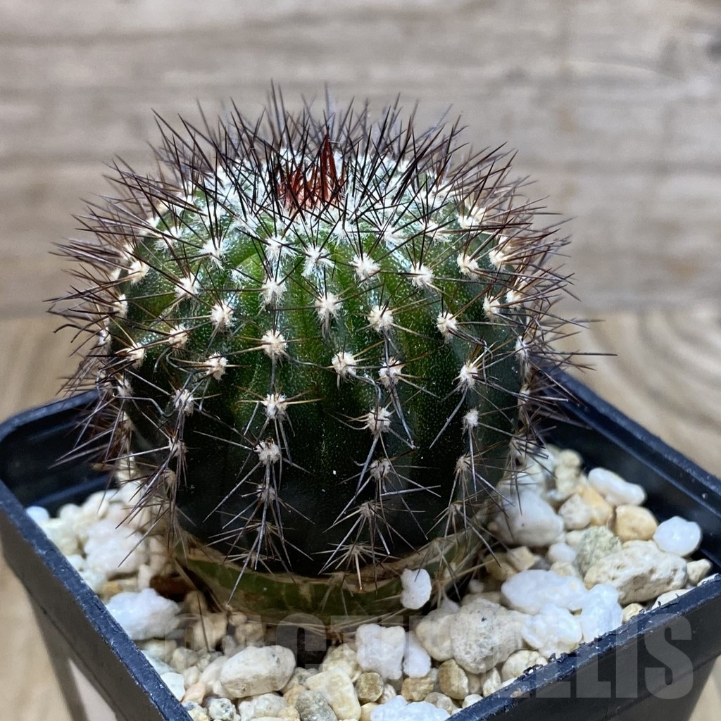 SH3302 Uebelmannia pectinifera v. multicostata RNK11, grafted - Image 2