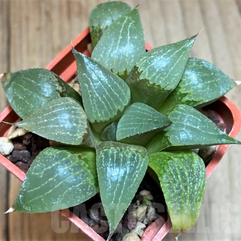 SH3369 Haworthia comptoniana
