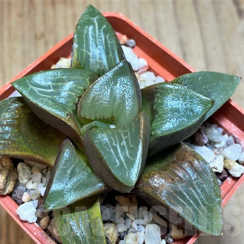 SH3374 Haworthia bayeri hybrid