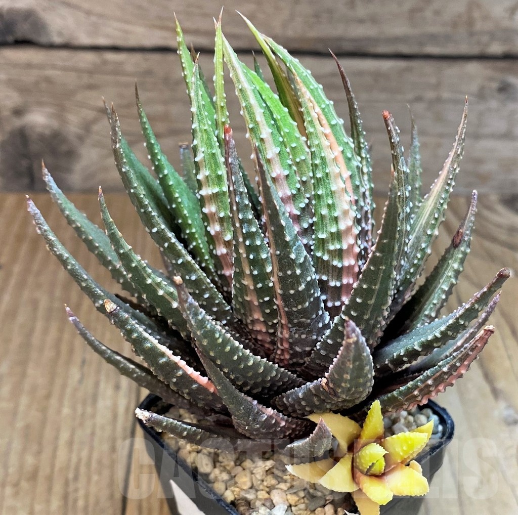 SH3378 Haworthia pumila hybrid f. variegata