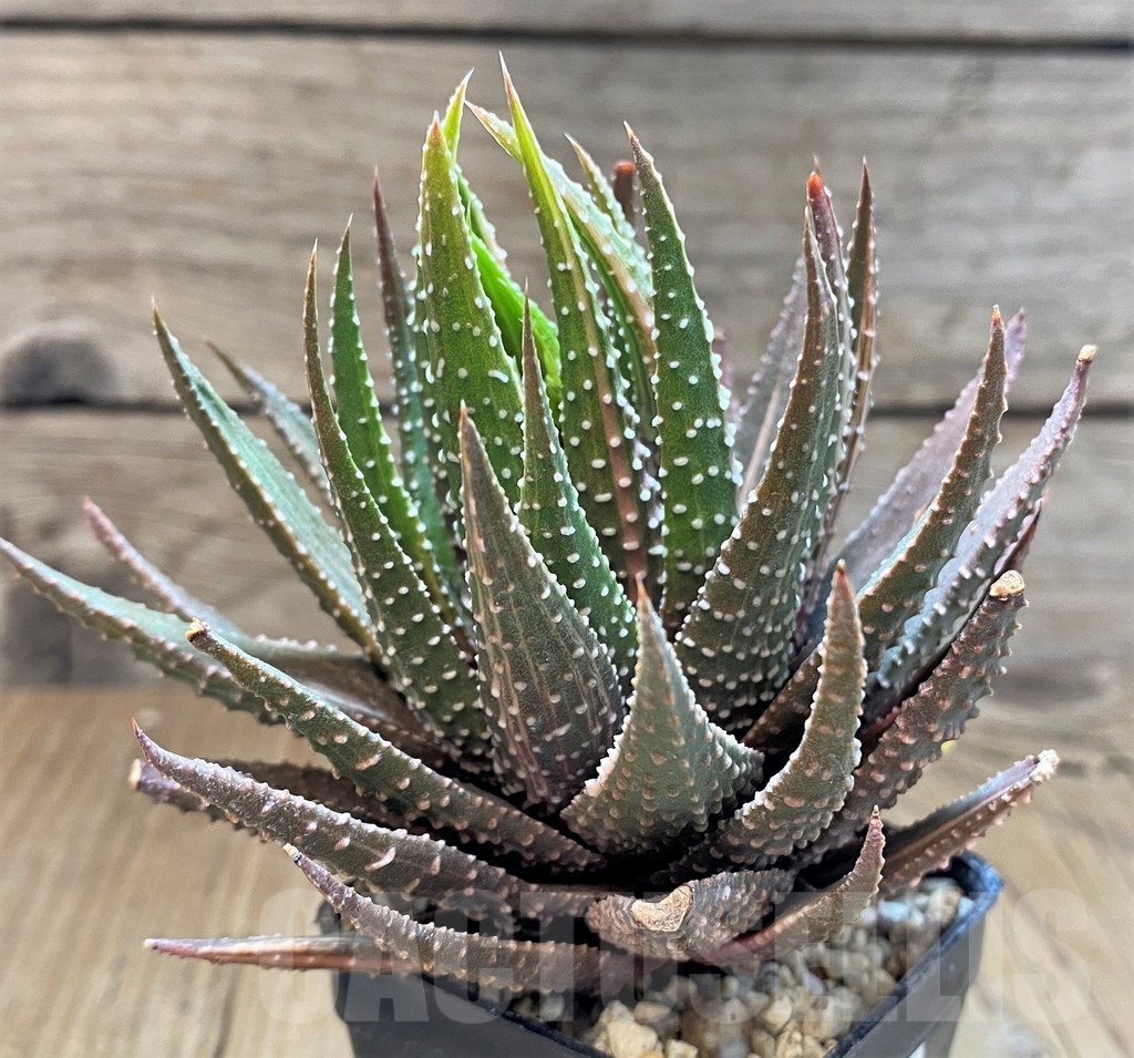 SH3378 Haworthia pumila hybrid f. variegata - Image 2