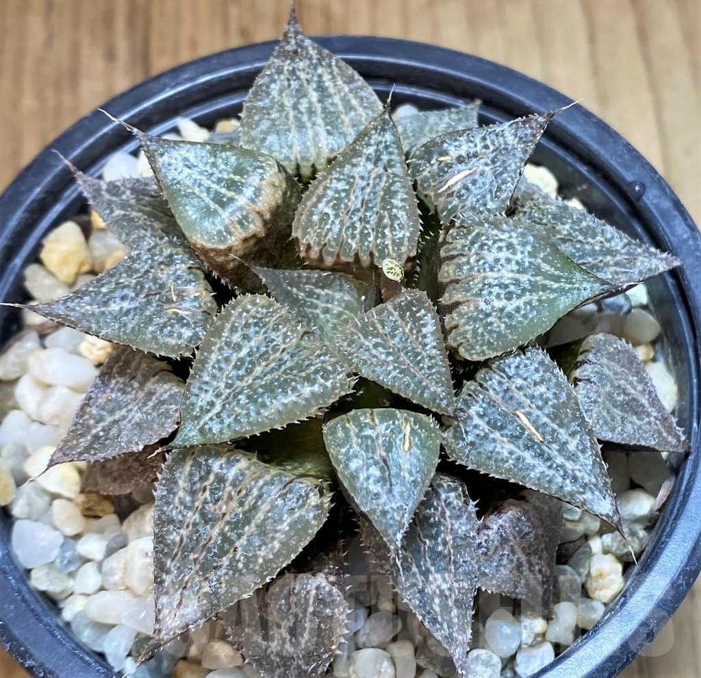 SH3383 Haworthia emelyae hybrid