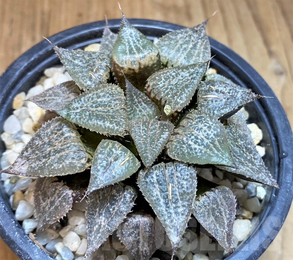 SH3383 Haworthia emelyae hybrid - Зображення 2