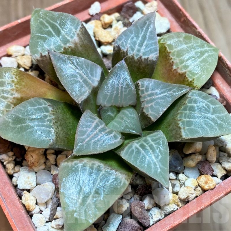 SH3391 Haworthia comptoniana VVG9 x bayeri -Japan-