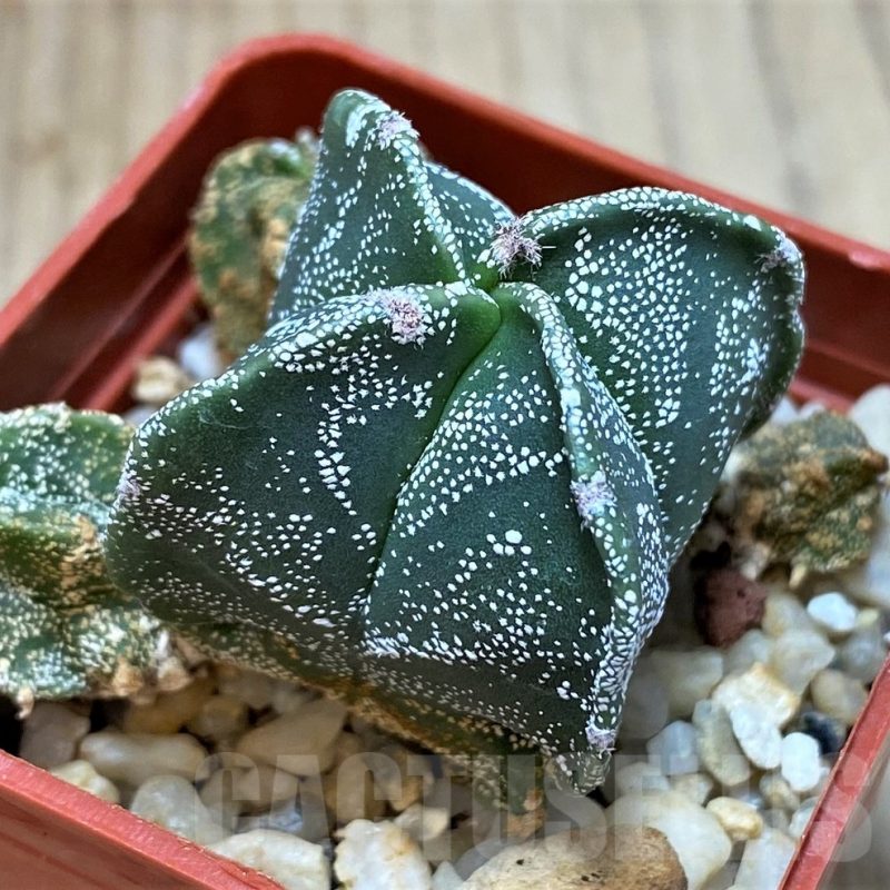 SH3419 Astrophytum myriostigma v. quadricostatum