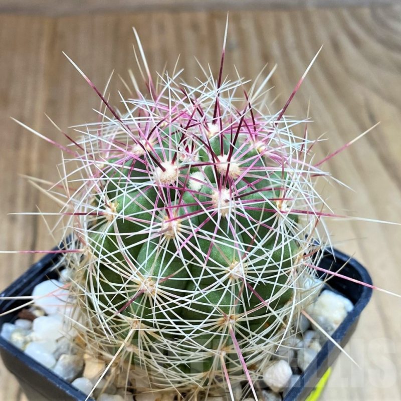 SH3425 Thelocactus bicolor
