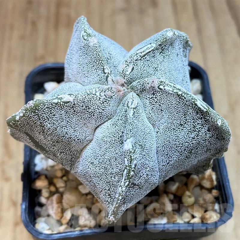 SH3440 Astrophytum myriostigma ‘Onzuka’ hybrid