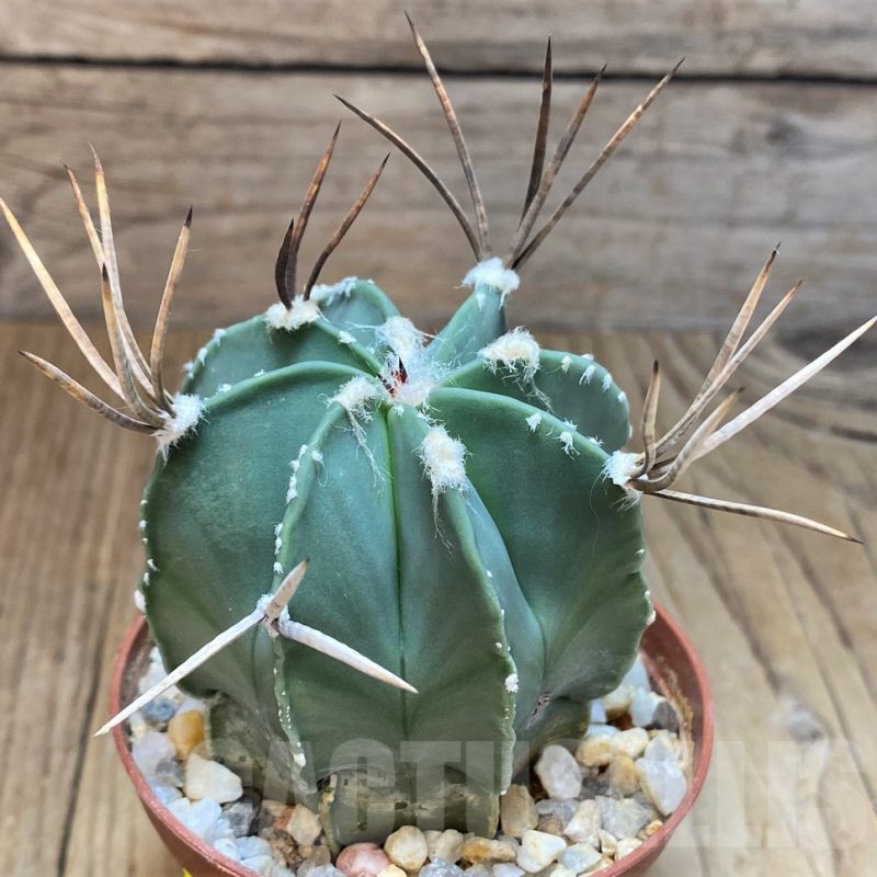 SH3450 Astrophytum niveum nudum