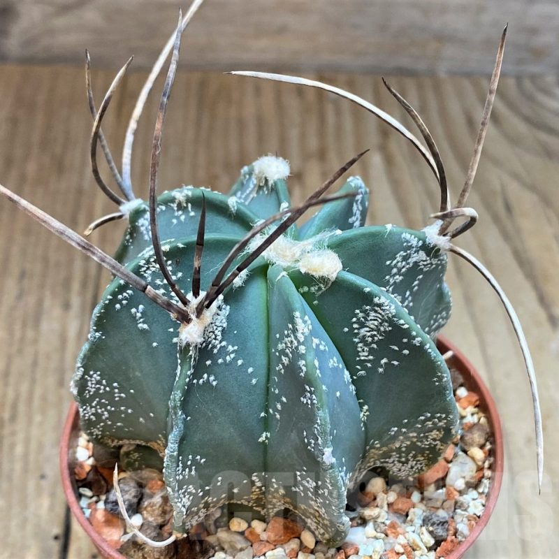 SH3451 Astrophytum niveum nudum