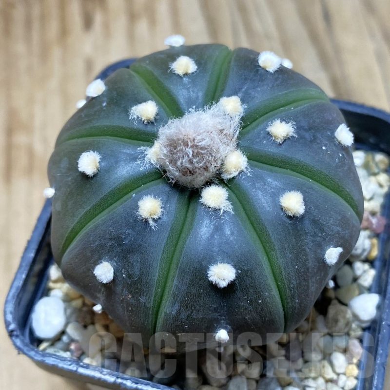 SH3480 Astrophytum asterias ‘Purple Skin’